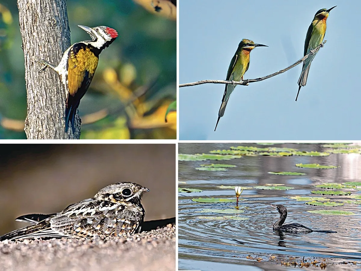 Jannaram Kavwal Tiger Zone has become a habitat for various birds