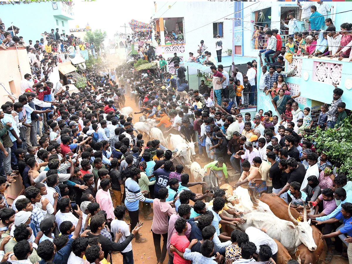 Jallikattu Celebrations In Tirupati District Photo Gallery