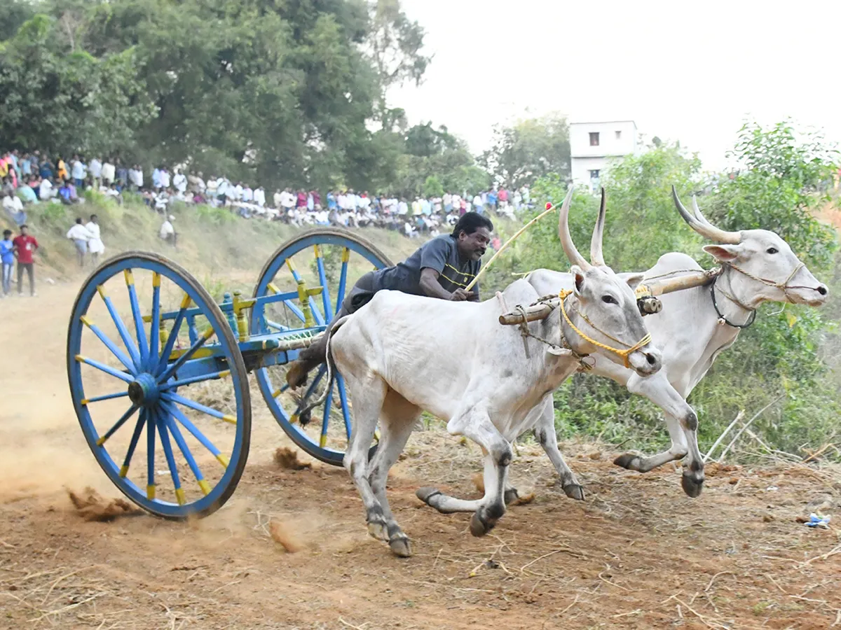 అనకాపల్లి జిల్లా చౌడువాడ గ్రామంలో ఎడ్ల బండ్ల పందాలు (ఫొటోలు)