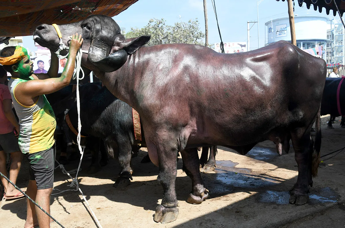 Pashu Sankranthi Jatara at Narsingh Photos