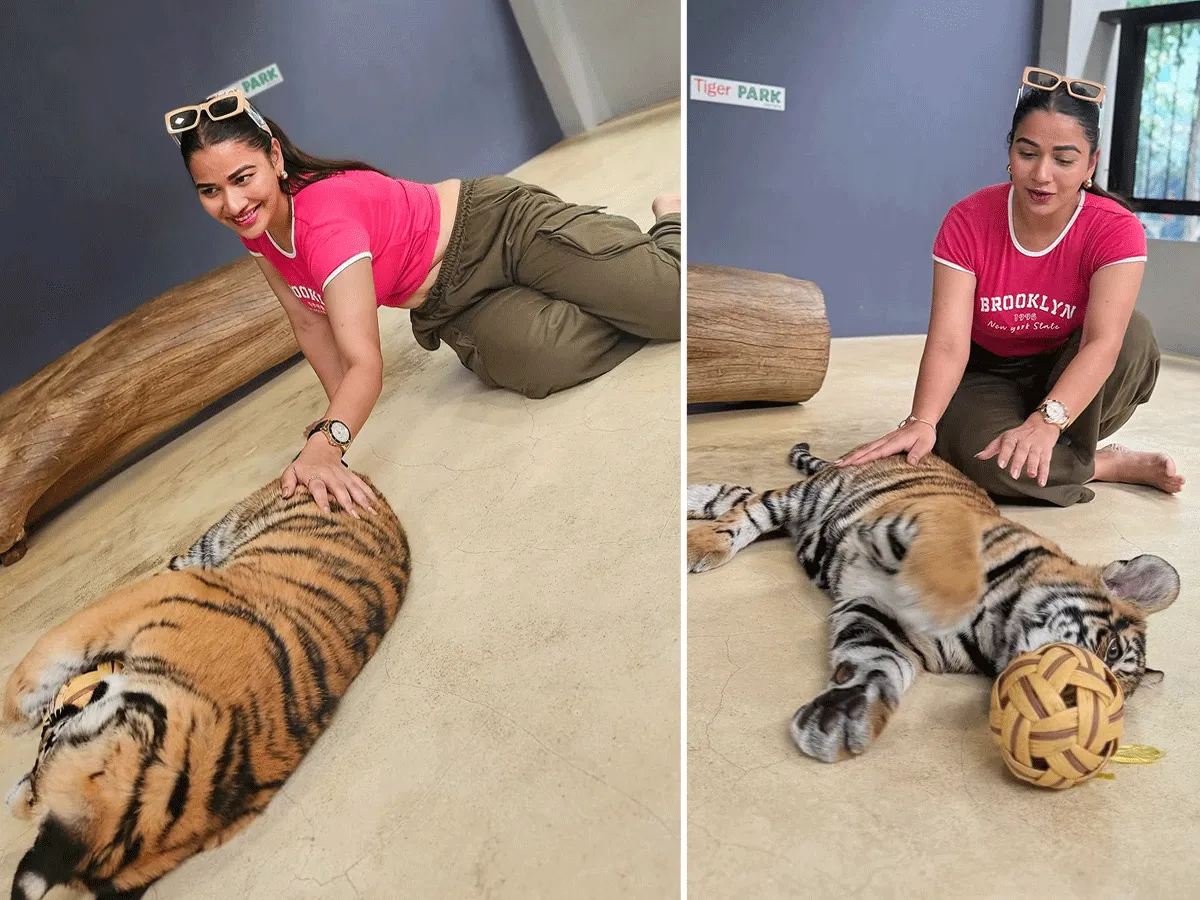 Inaya Sultana Playing Games With Tiger In Lion Park